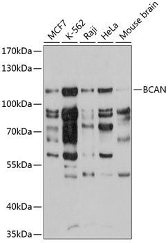 BCAN Rabbit pAb