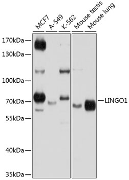LINGO1 Rabbit pAb