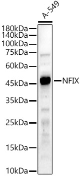 NFIX Rabbit pAb