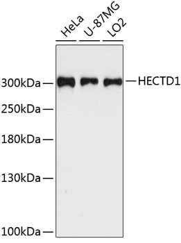 HECTD1 Rabbit pAb