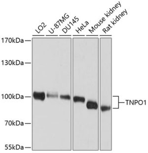 TNPO1 Rabbit pAb