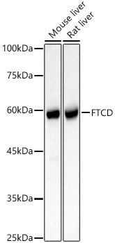 FTCD Rabbit pAb