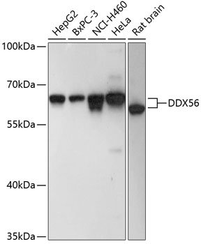 DDX56 Rabbit pAb