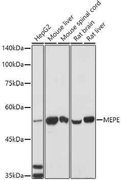 MEPE Rabbit pAb