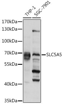 SLC5A5 Rabbit pAb