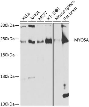 MYO5A Rabbit pAb