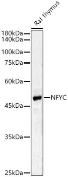 NFYC Rabbit pAb