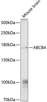 ABCB4 Rabbit pAb