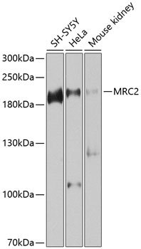 MRC2 Rabbit pAb