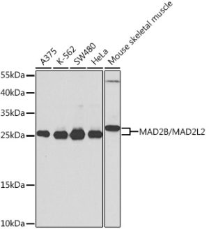 MAD2B/MAD2L2 Rabbit pAb