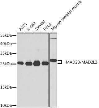 MAD2B/MAD2L2 Rabbit pAb