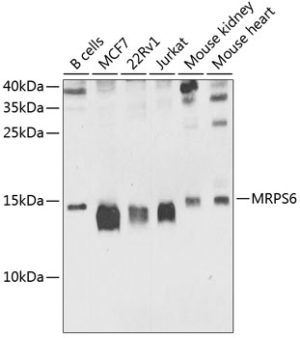 MRPS6 Rabbit pAb