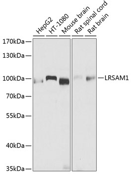 LRSAM1 Rabbit pAb