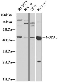 NODAL Rabbit pAb