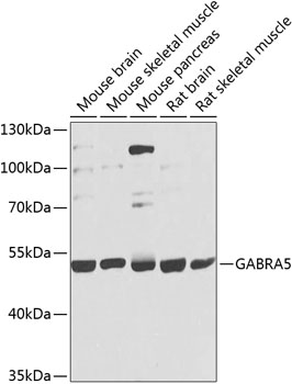 GABRA5 Rabbit pAb