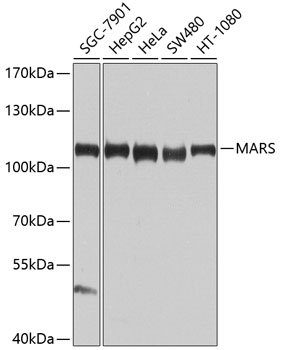 MARS Rabbit pAb