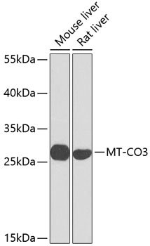 MT-CO3 Rabbit pAb