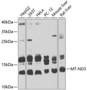 MT-ND3 Rabbit pAb