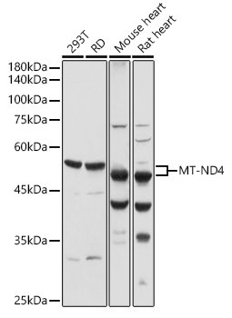 MT-ND4 Rabbit pAb