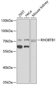 RHOBTB1 Rabbit pAb