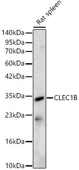 CLEC1B Rabbit pAb