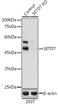 [KO Validated] SETD7 Rabbit pAb