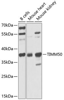 TIMM50 Rabbit pAb