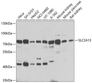 SLC2A13 Rabbit pAb