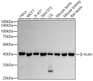β-Actin Rabbit pAb