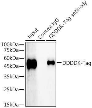 Magnetic Beads-conjugated Rabbit IgG isotype control