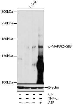 Phospho-MAP3K5-S83 Rabbit pAb