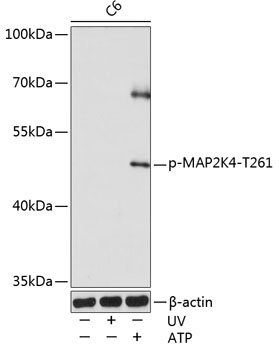 Phospho-MAP2K4-T261 Rabbit pAb