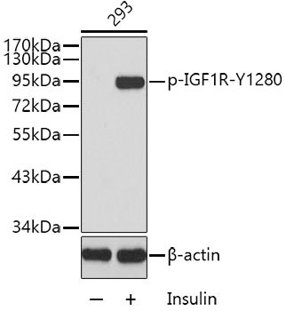 Phospho-IGF1R-Y1280 Rabbit pAb