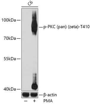 Phospho-PKC (pan) (zeta)-T410 Rabbit pAb