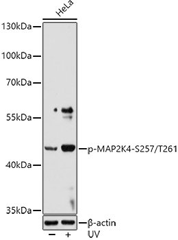 Phospho-MAP2K4-S257/T261 Rabbit pAb