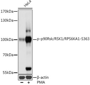 Phospho-p90Rsk/RSK1/RPS6KA1-S363 Rabbit pAb