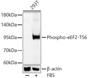 Phospho-eEF2-T56 Rabbit pAb