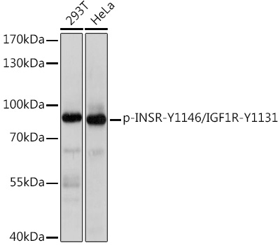 Phospho-INSR-Y1146/IGF1R-Y1131 Rabbit pAb