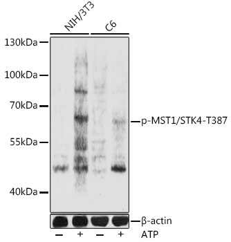 Phospho-MST1/STK4-T387 Rabbit pAb