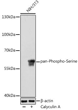 pan-Phospho-Serine Rabbit pAb