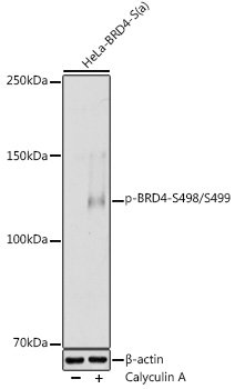 Phospho-BRD4-S498/S499 Rabbit pAb