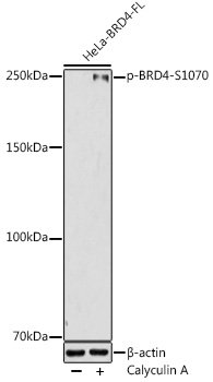 Phospho-BRD4-S1070 Rabbit pAb
