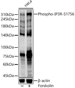 Phospho-IP3R-S1756 Rabbit pAb