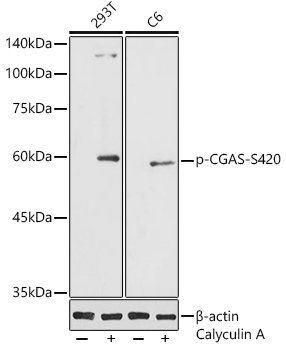 Phospho-CGAS-S420 Rabbit pAb