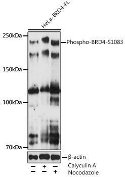 Phospho-BRD4-S1083 Rabbit mAb