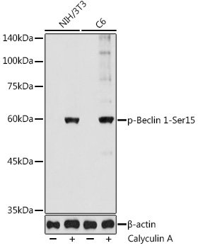Phospho-Beclin 1-Ser15 Rabbit pAb