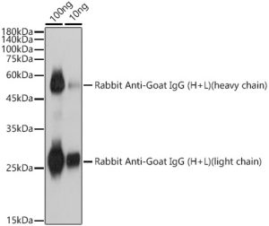 Rabbit Anti-Goat IgG (H+L)