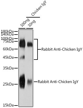 Rabbit Anti-Chicken IgY (H+L)