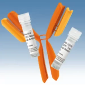 HLA-A2 Monoclonal Antibody (BB7.2), PE