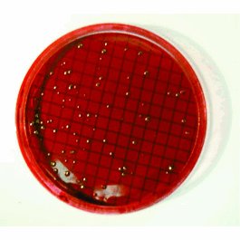 M-Endo Coliform Broth, 2 ml Ampoules, 50/pk